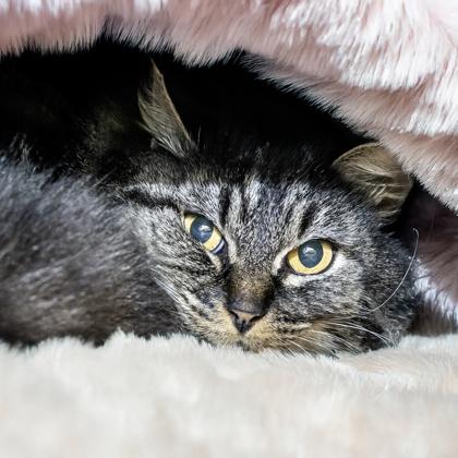 Enlarge Amethyst, a Adoptable mixed breed in Camano Island, WA image 1/1