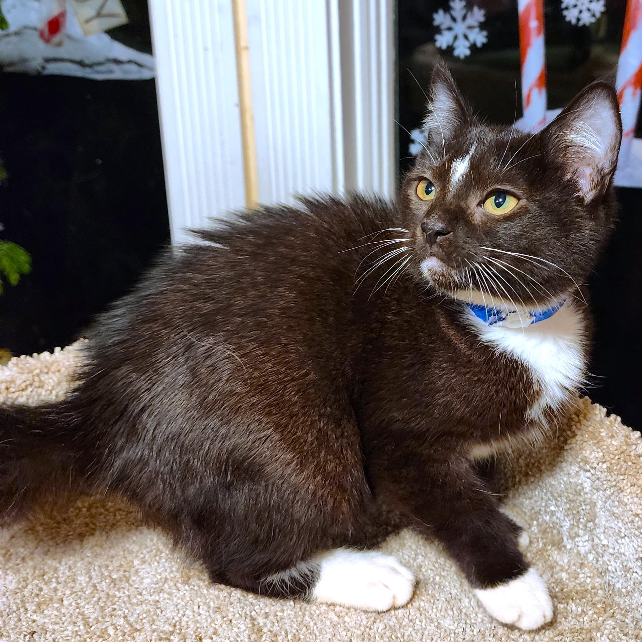 Stunning Sherlock  Silky thumbnail 4