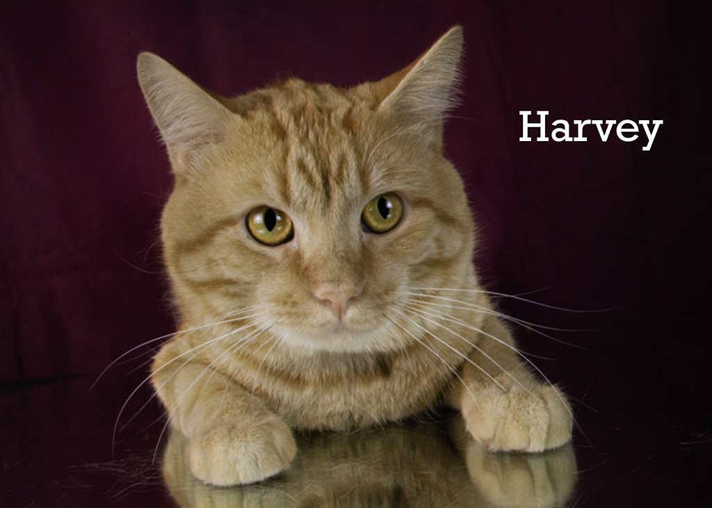 Harvey