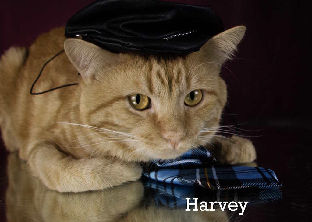 Harvey