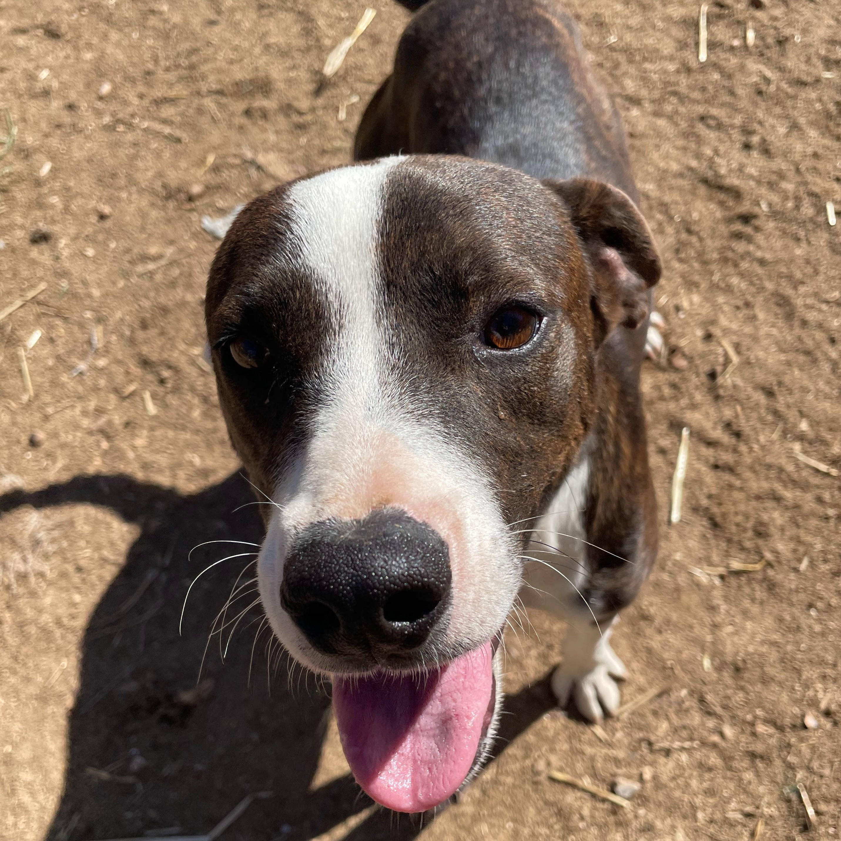 Enlarge Chad, a Adoptable mixed breed in Bella Vista, AR image 3/3