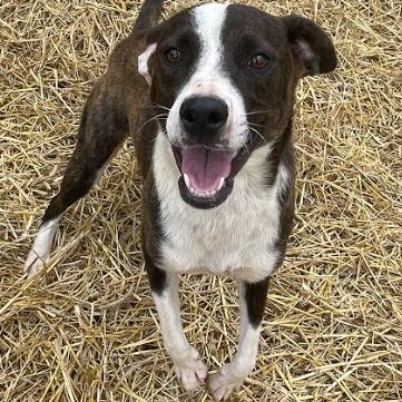 Enlarge Chad, a Adoptable mixed breed in Bella Vista, AR image 2/3