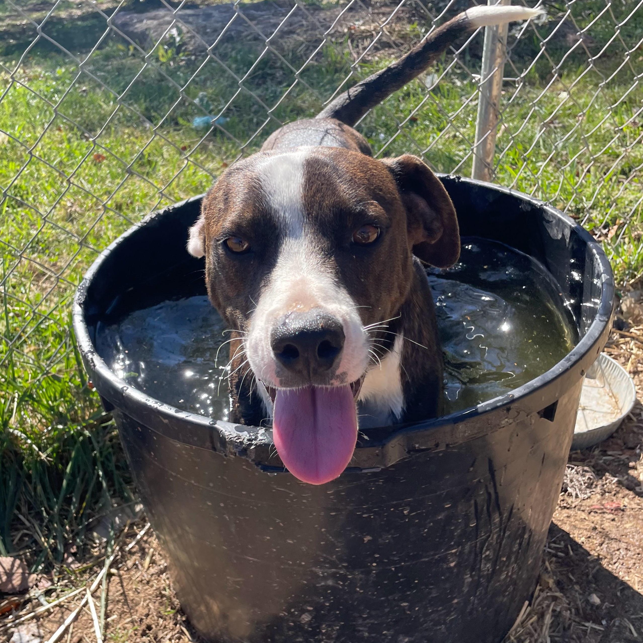 Enlarge Chad, a Adoptable mixed breed in Bella Vista, AR image 1/3