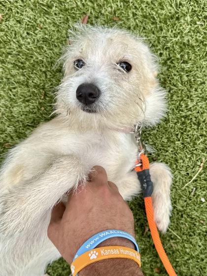 Enlarge Pancake, a Adoptable mixed breed in Wichita, KS image 1/3