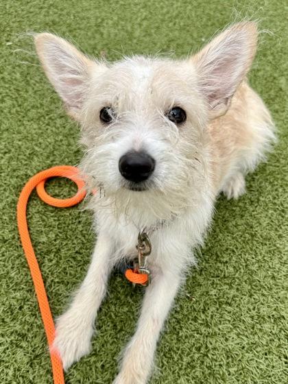 Enlarge Pancake, a Adoptable mixed breed in Wichita, KS image 3/3