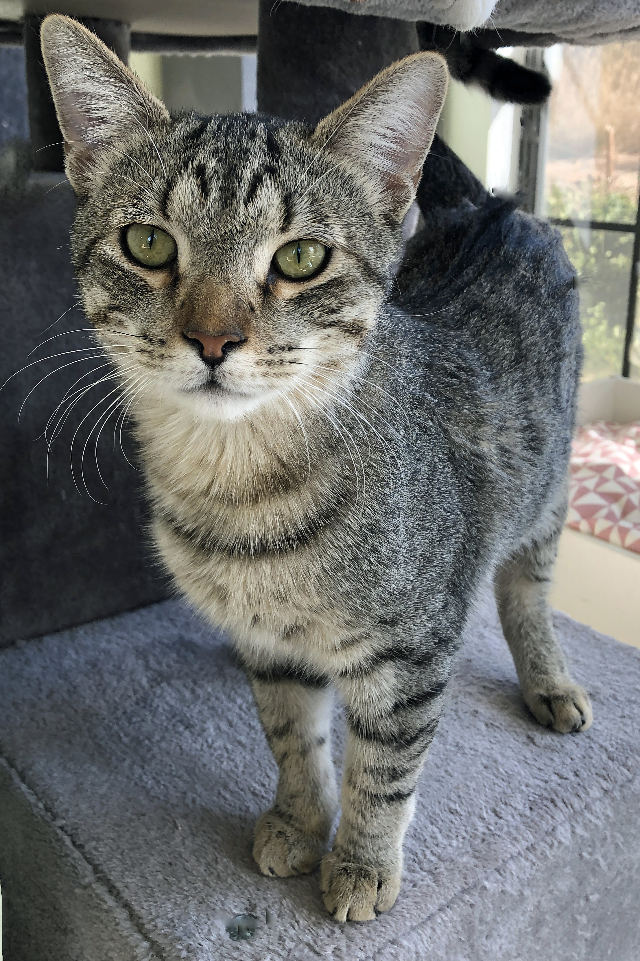 Enlarge Henry, a Adoptable mixed breed in Prescott, AZ image 3/5