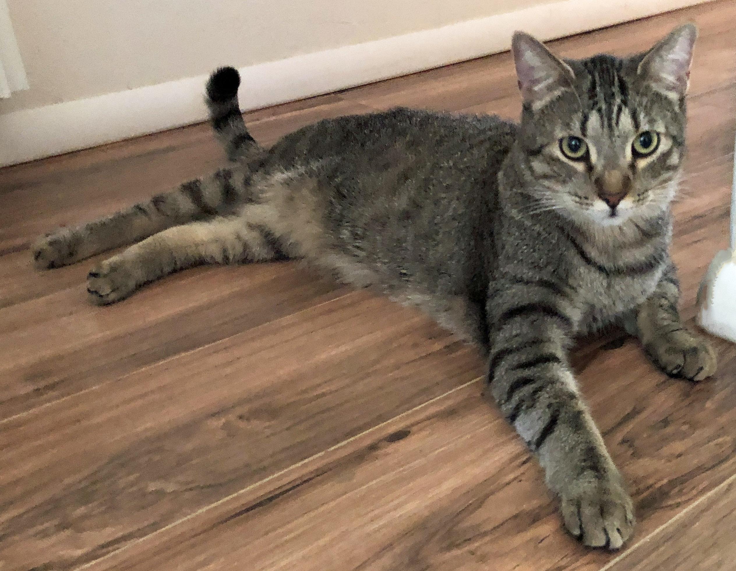 Enlarge Henry, a Adoptable mixed breed in Prescott, AZ image 5/5