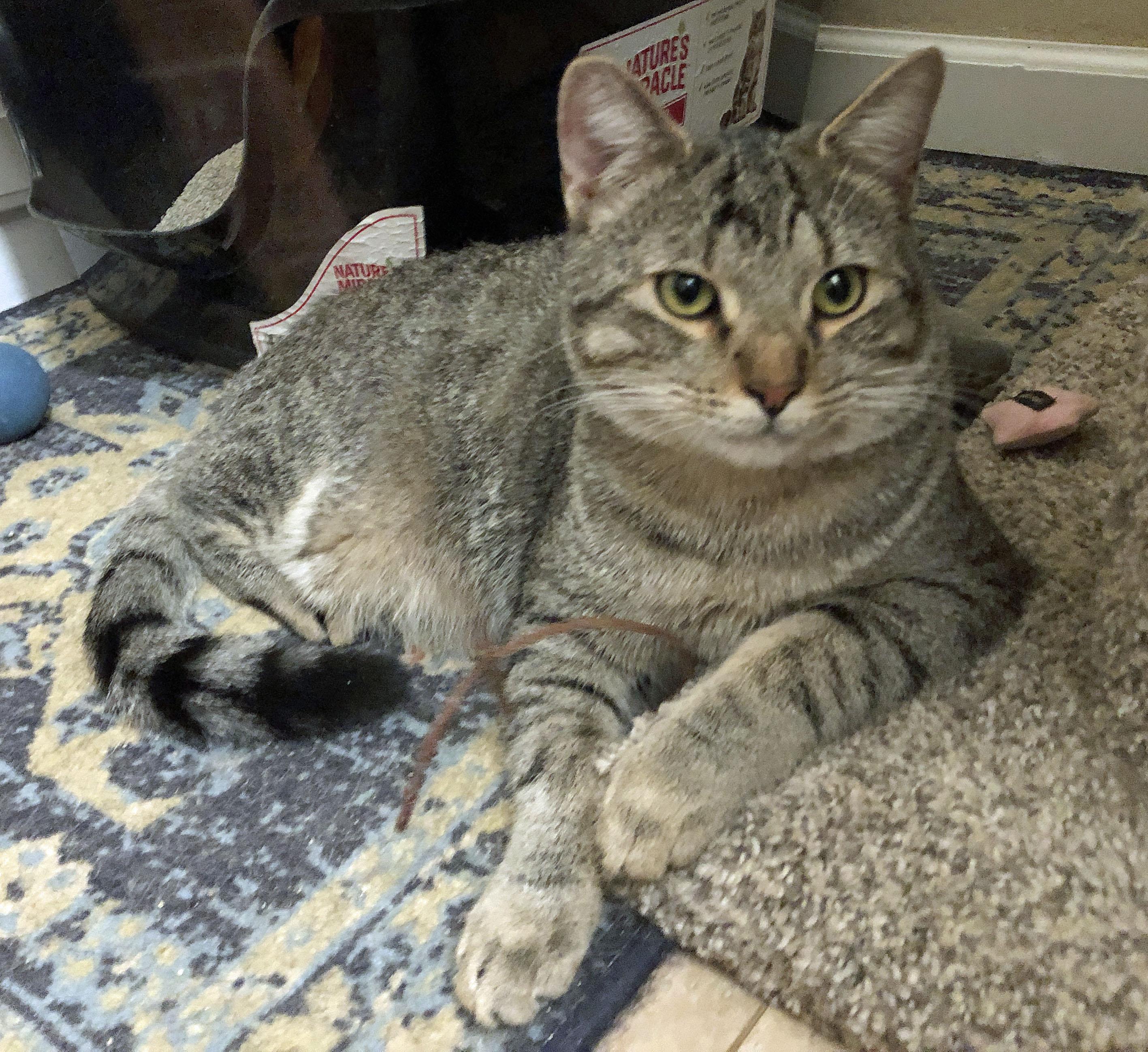 Enlarge Henry, a Adoptable mixed breed in Prescott, AZ image 1/5