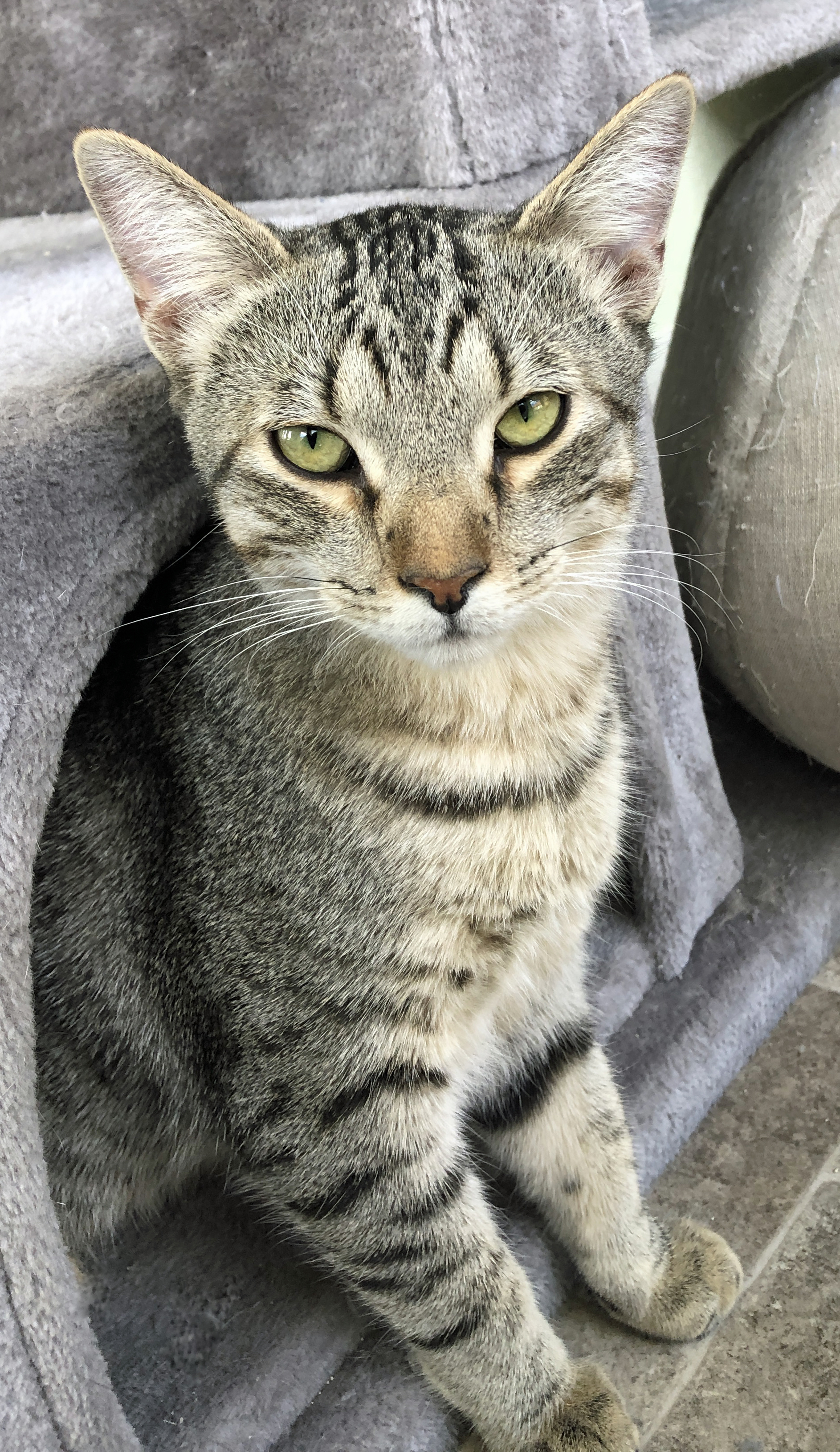 Enlarge Henry, a Adoptable mixed breed in Prescott, AZ image 4/5