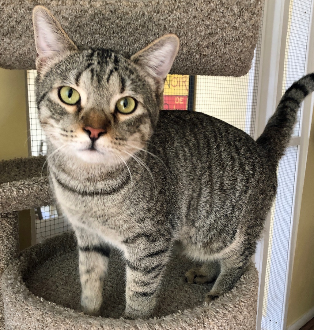 Enlarge Henry, a Adoptable mixed breed in Prescott, AZ image 2/5