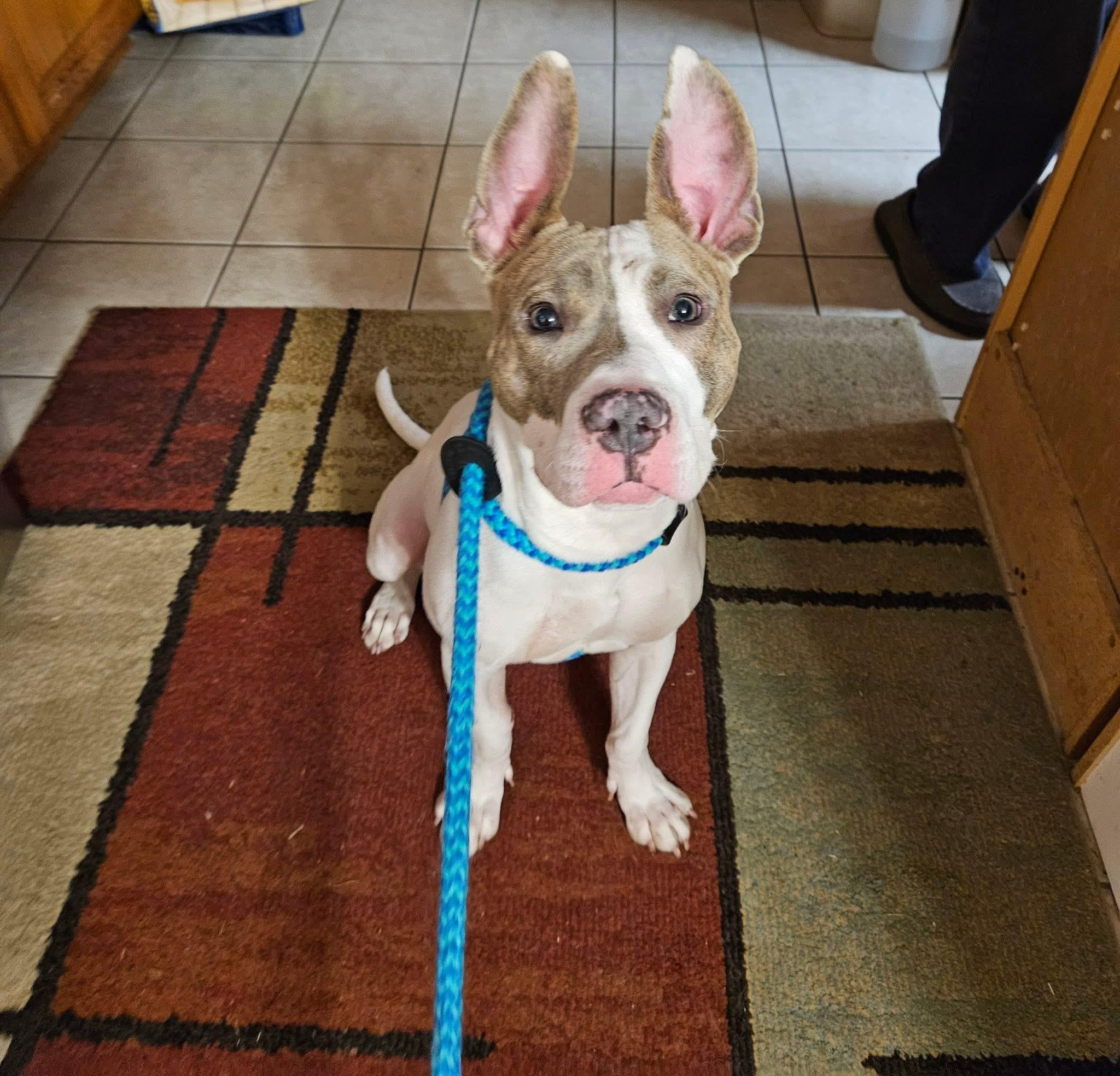 Enlarge Rocco, a ADOPTABLE mixed breed in Darien Center, NY image 1/4