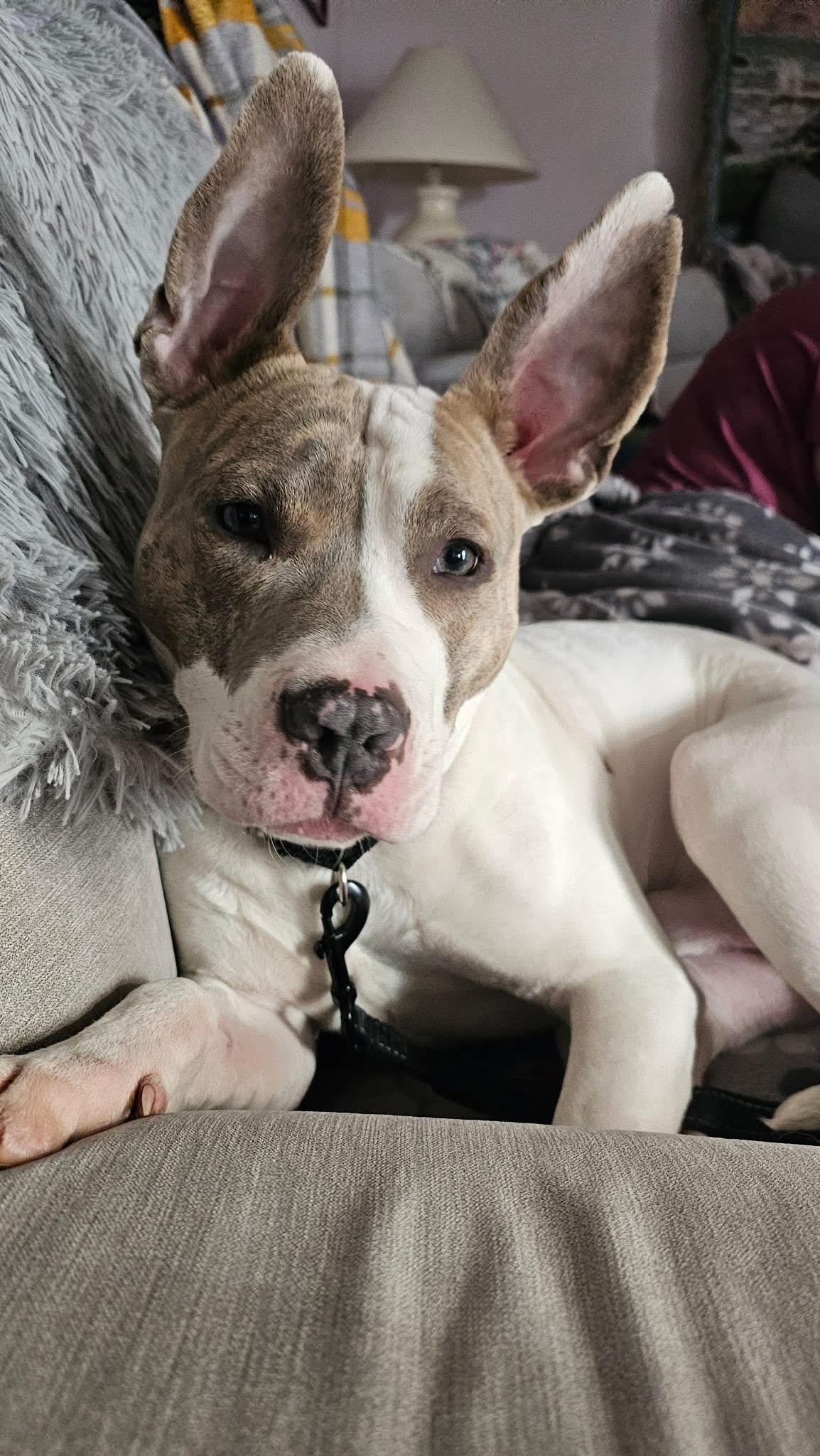 Enlarge Rocco, a ADOPTABLE mixed breed in Darien Center, NY image 2/4