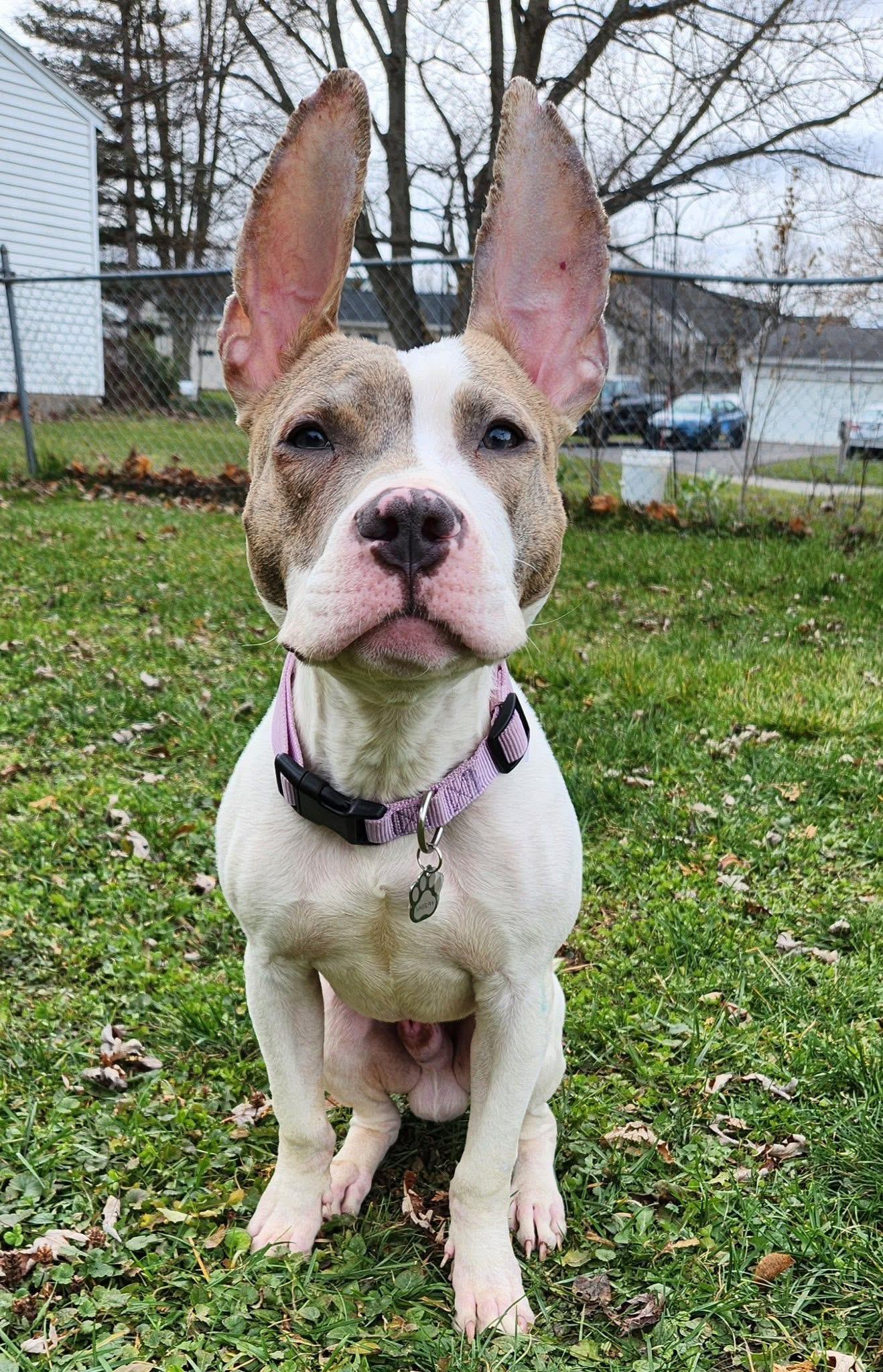 Enlarge Rocco, a ADOPTABLE mixed breed in Darien Center, NY image 3/4