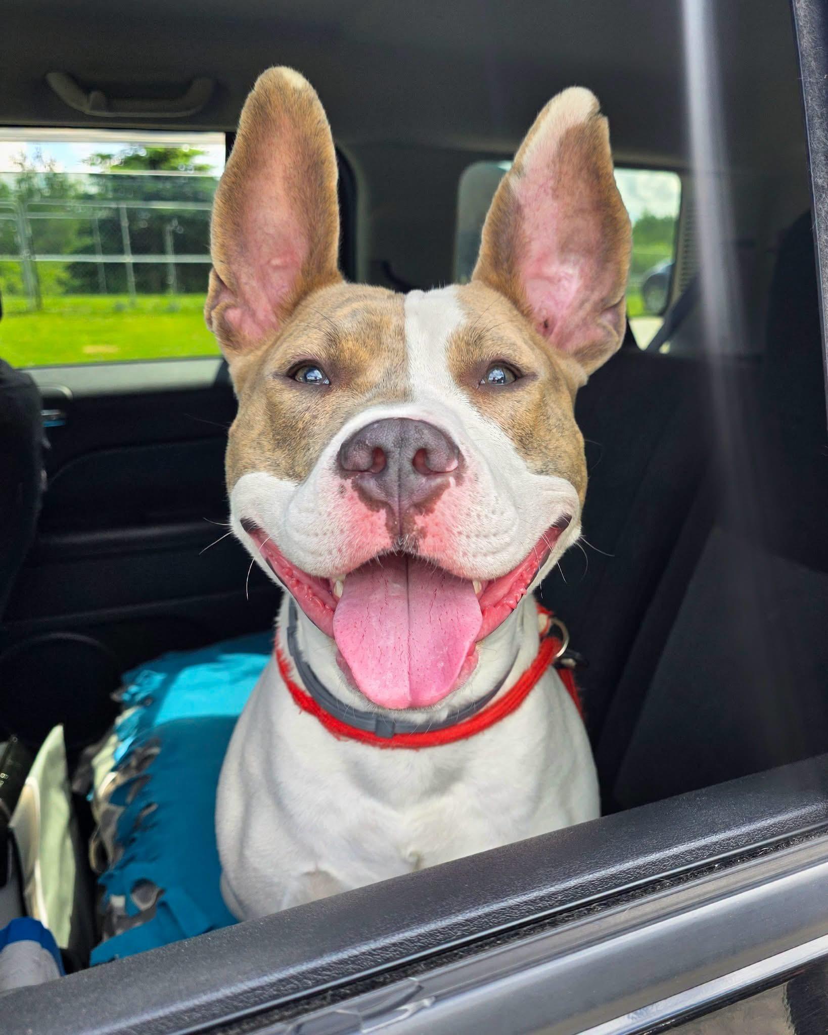 Rocco, adoptable, Young Male Bull Terrier.