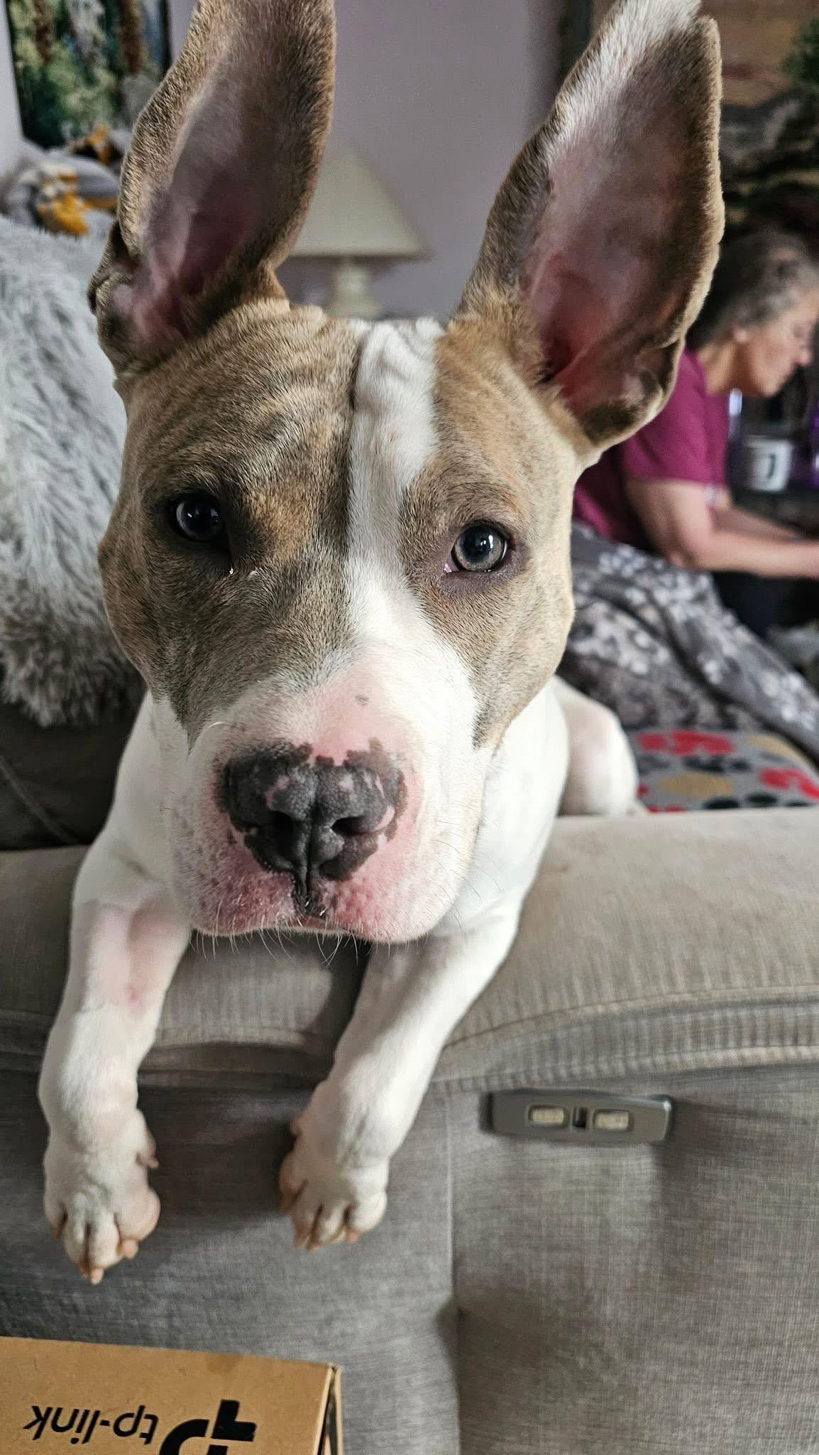 Enlarge Rocco, a ADOPTABLE mixed breed in Darien Center, NY image 4/4