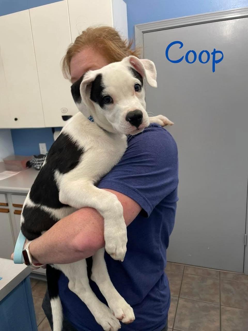 COOP 5
