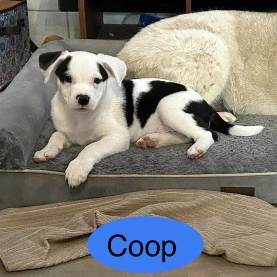 COOP