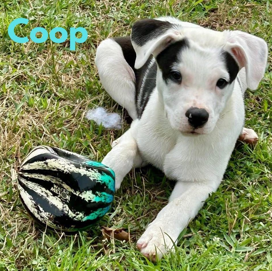 COOP