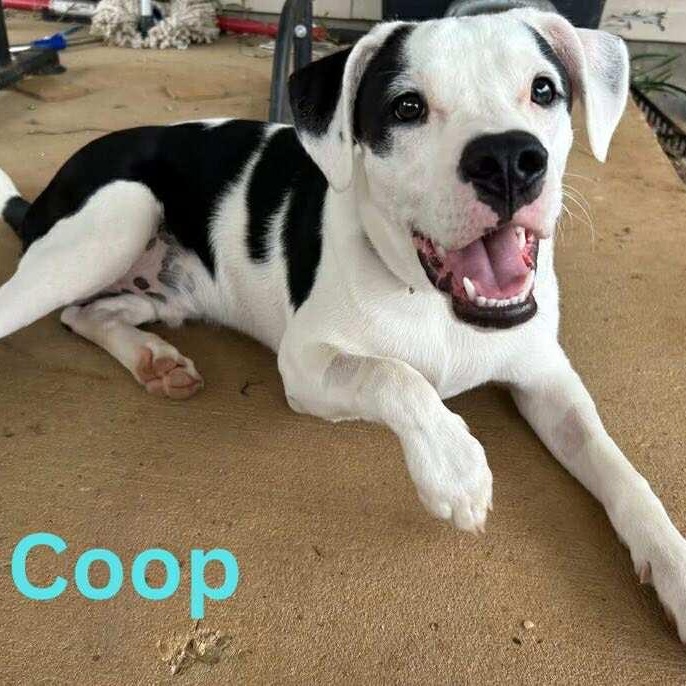 COOP, Adoptable, Puppy Male Bulldog & Terrier.