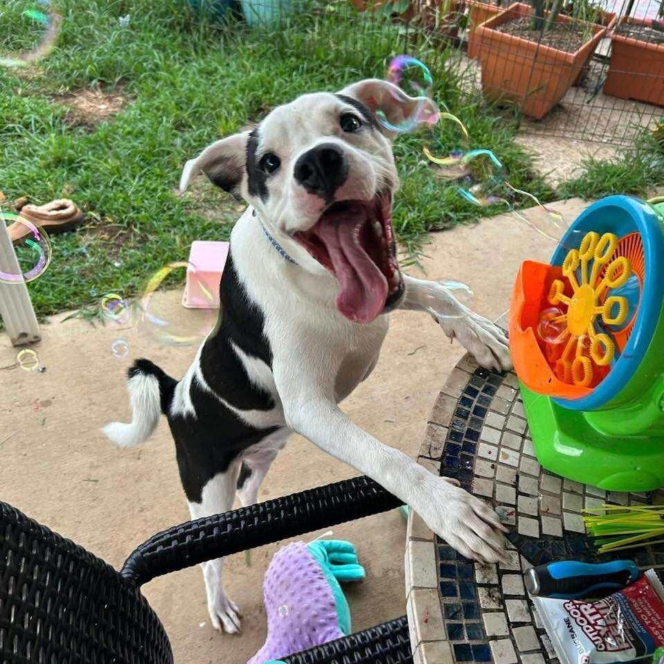 COOP, a Adoptable mixed breed image 2/6