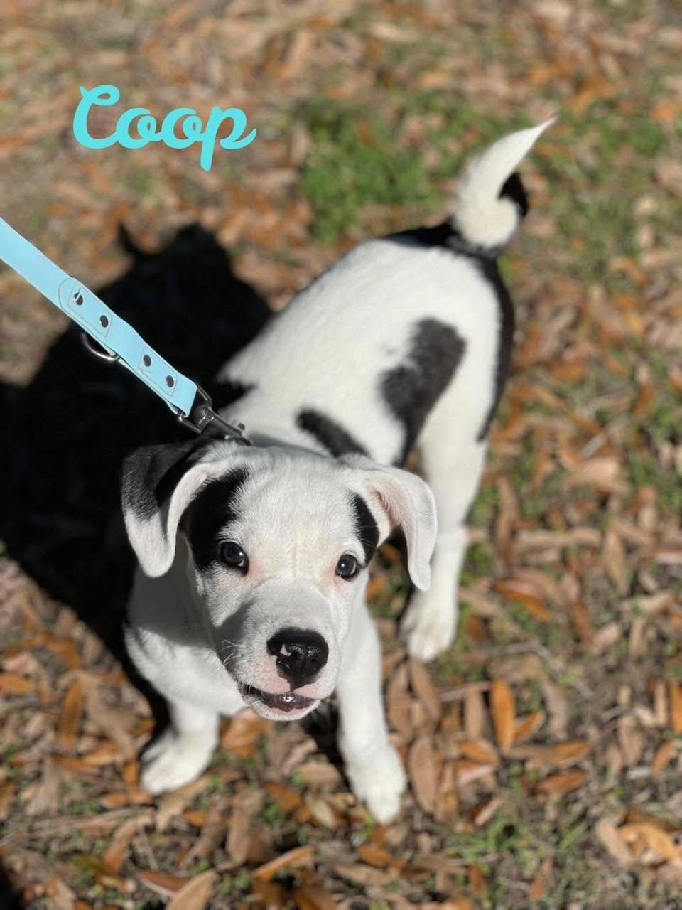COOP 2