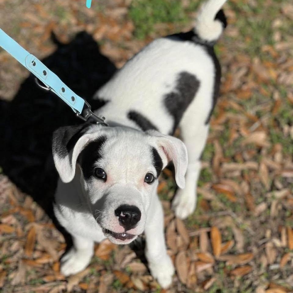 COOP, a Adoptable mixed breed image 4/6