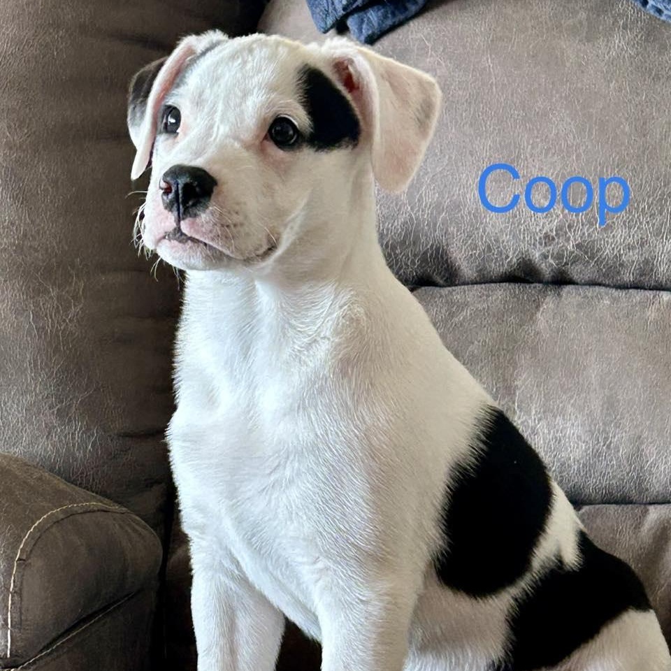 COOP, a Adoptable mixed breed image 6/6