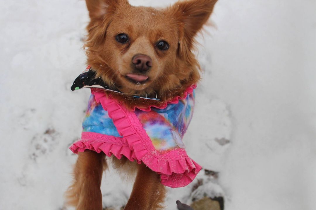 Teana, a Adoptable Mixed Breed in Glen Morgan, WV image 4/4