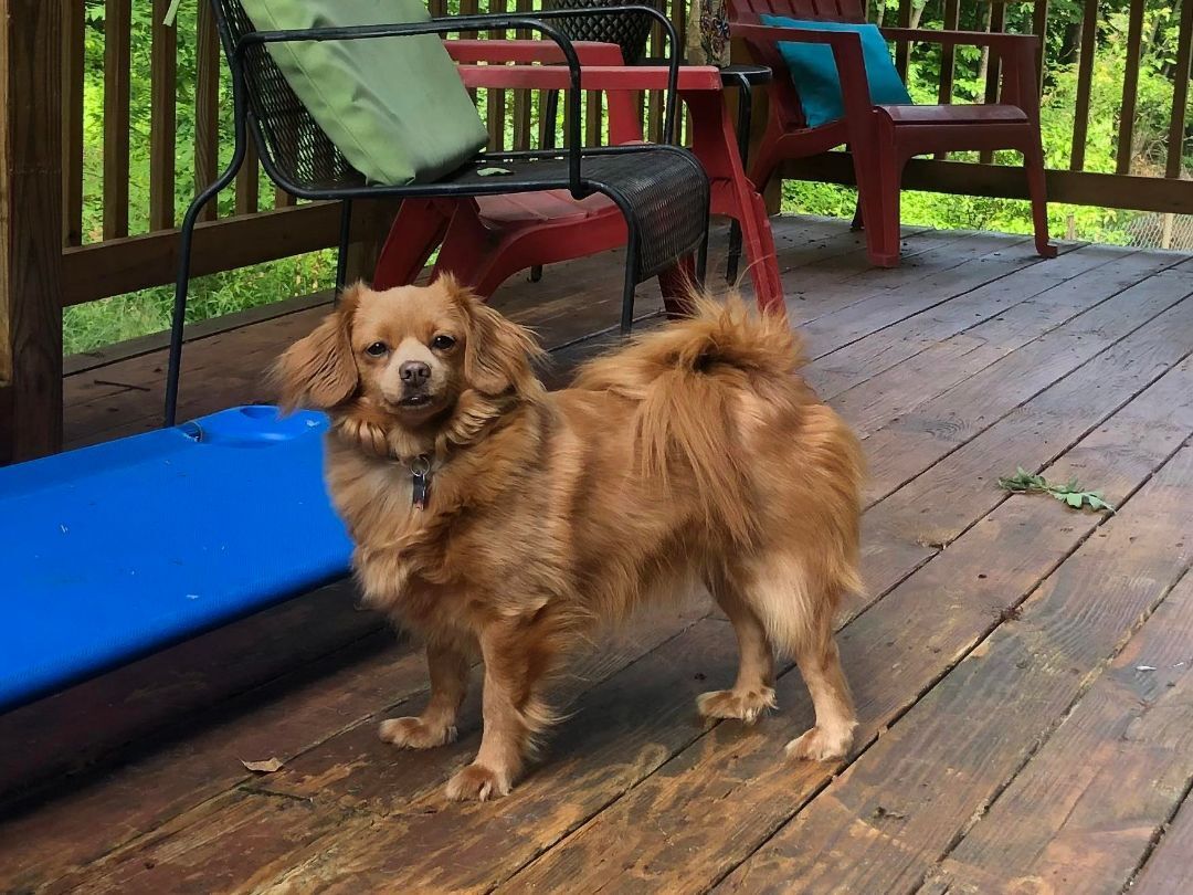 Teana, Adoptable, Adult Female Mixed Breed.