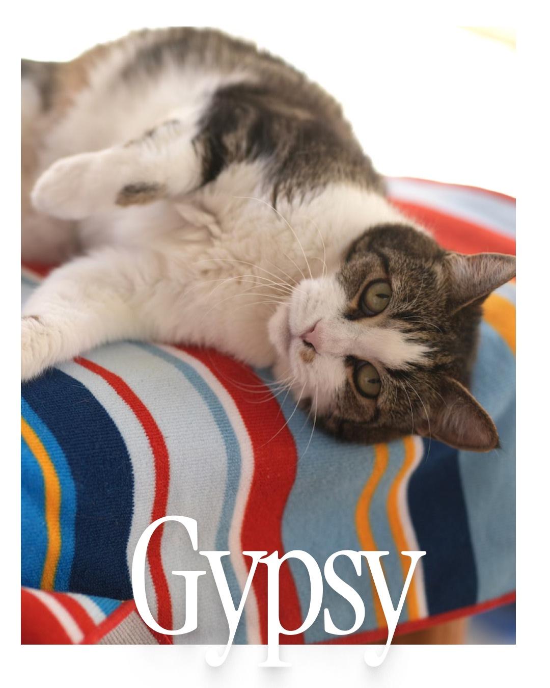 Gypsy