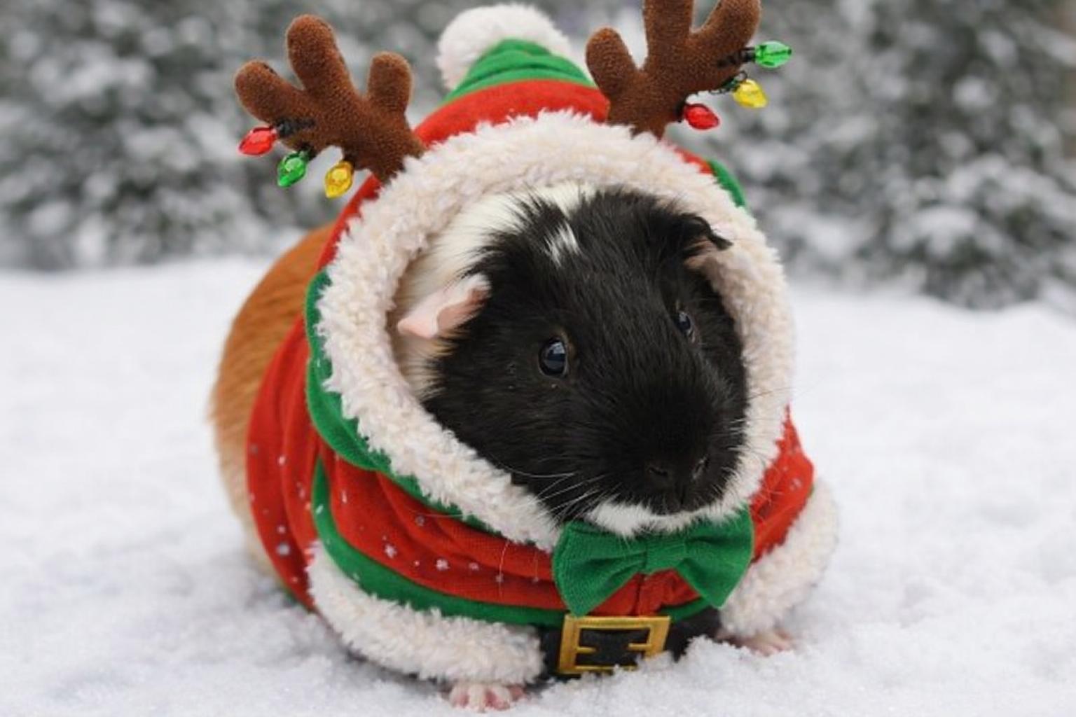 Phineas, Adoptable, Adult Male Guinea Pig.