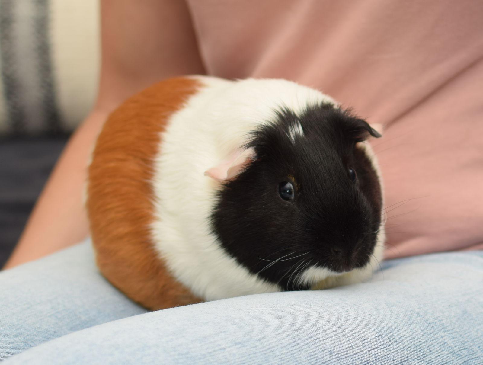 Phineas, Adoptable, Adult Male Guinea Pig.