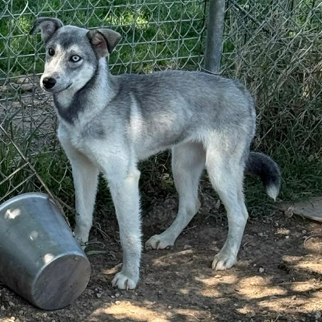 Enlarge Chena, a ADOPTABLE mixed breed in Graham, TX image 2/3