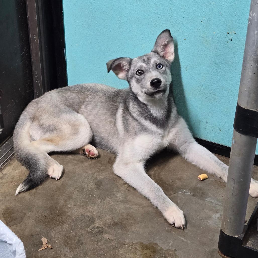 Enlarge Chena, a ADOPTABLE mixed breed in Graham, TX image 3/3
