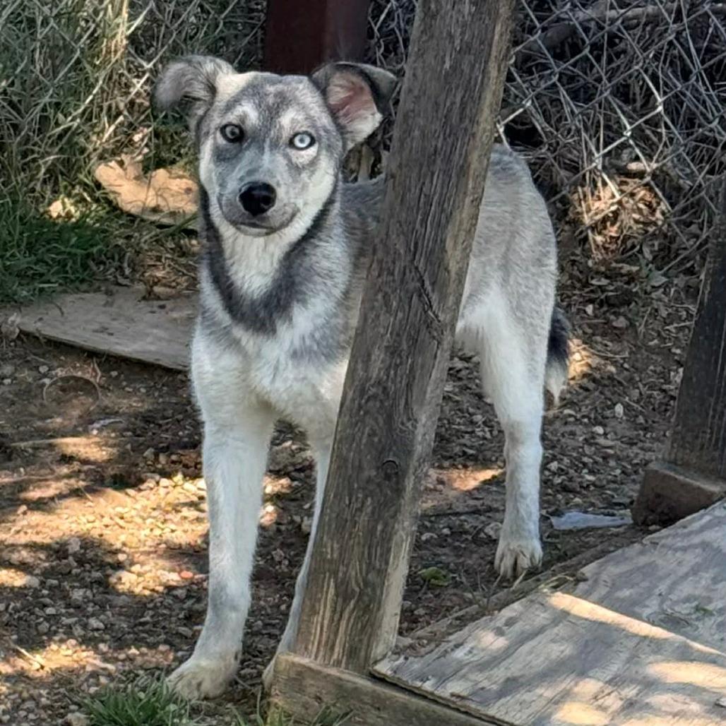 Enlarge Chena, a ADOPTABLE mixed breed in Graham, TX image 1/3