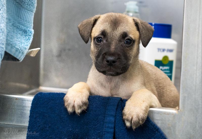 Enlarge Nico #22513, a ADOPTABLE mixed breed in Monroe, GA image 1/1