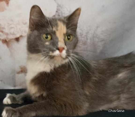 Enlarge Sushi, a Adoptable Domestic Short Hair in Newland, NC image 1/1