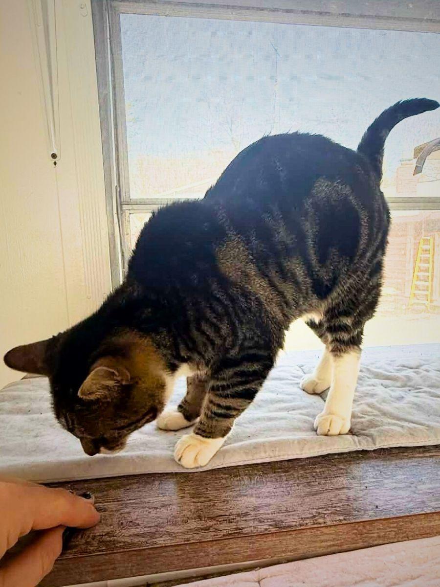 Enlarge Lil Mama | Adult | Domestic Shorthair, a Adoptable Domestic Short Hair in Royalton, IL image 3/6