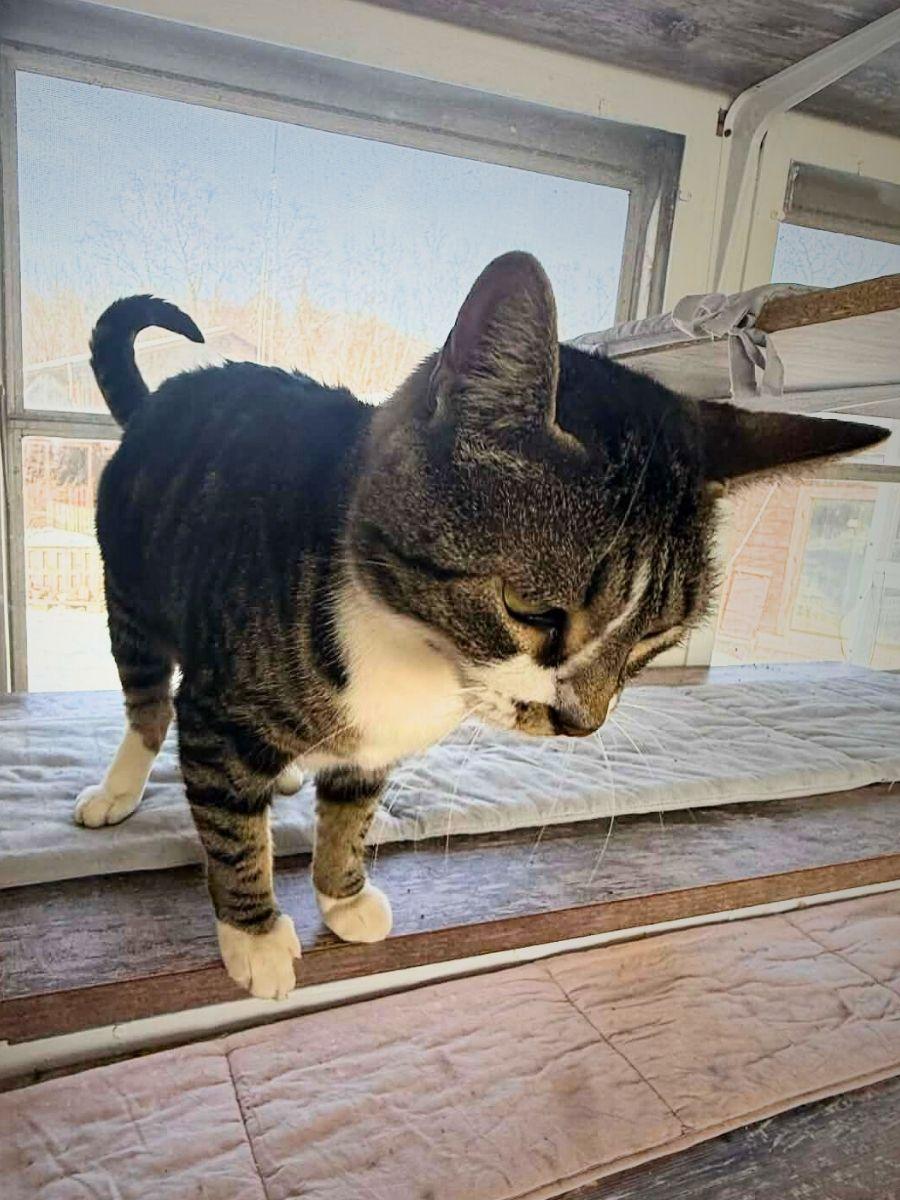 Enlarge Lil Mama | Adult | Domestic Shorthair, a Adoptable Domestic Short Hair in Royalton, IL image 6/6