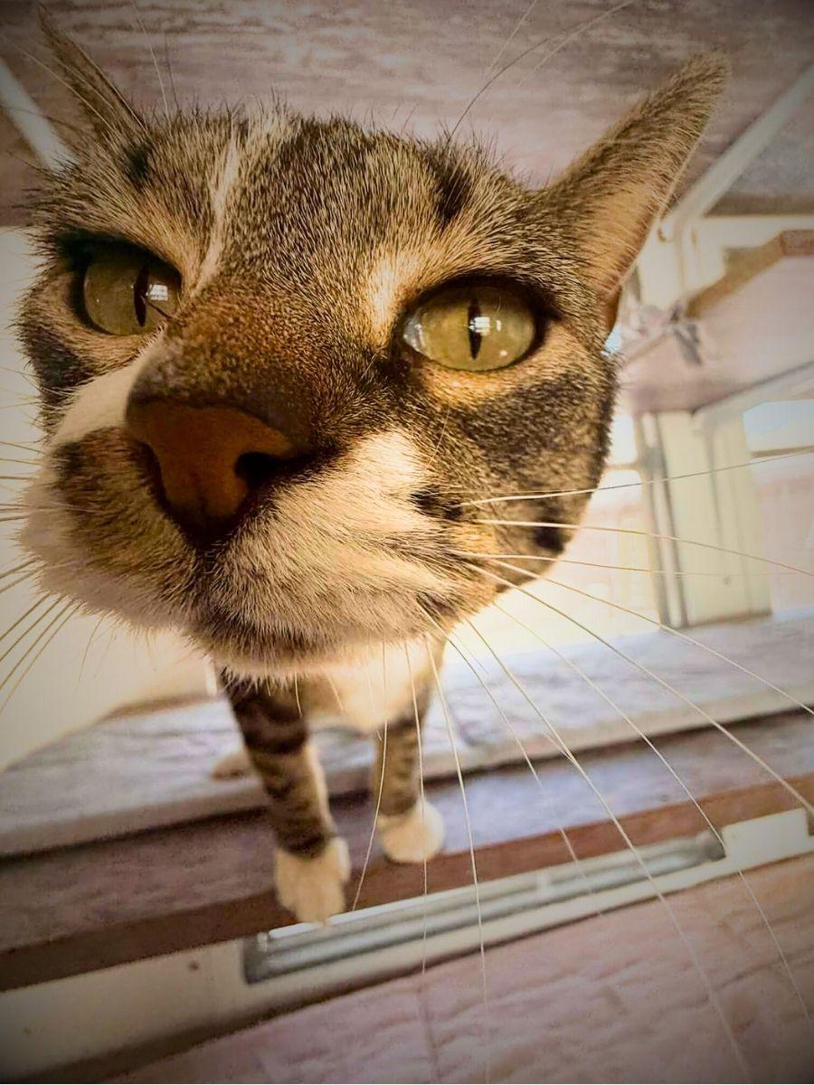 Enlarge Lil Mama | Adult | Domestic Shorthair, a Adoptable Domestic Short Hair in Royalton, IL image 4/6