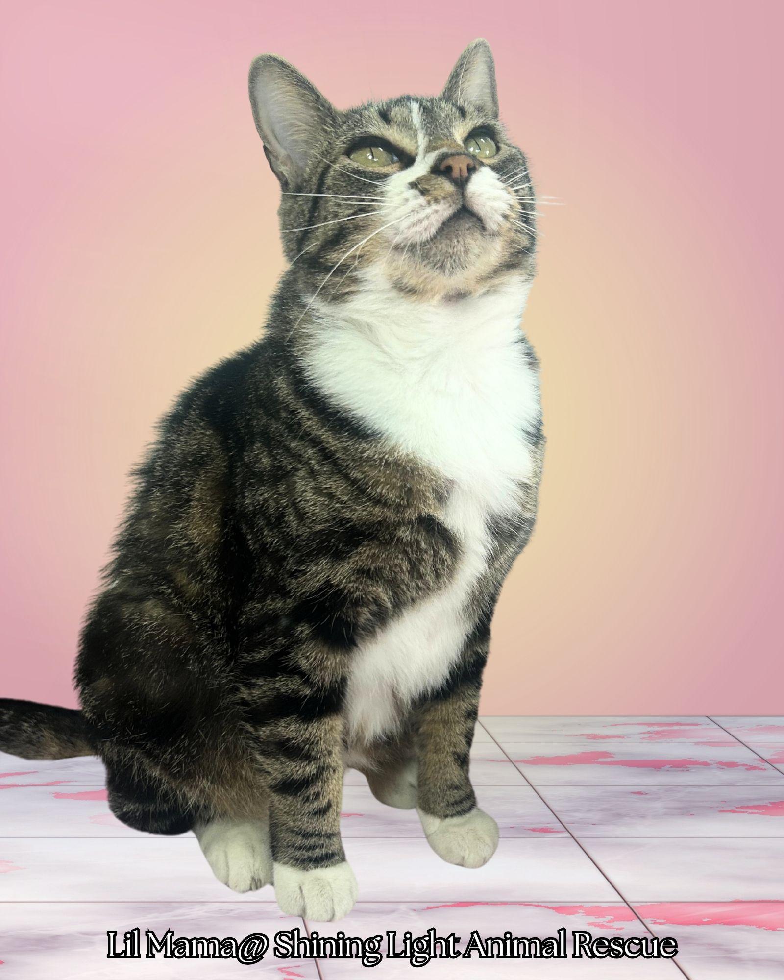 Lil Mama, Adoptable, Adult Female Domestic Short Hair.