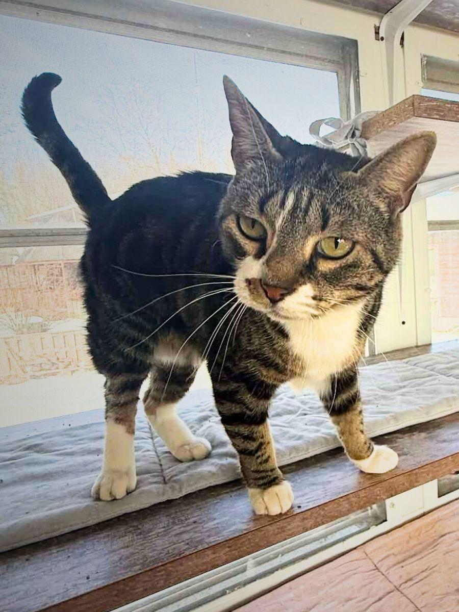 Lil Mama | Adult | Domestic Shorthair, Adoptable, Adult Female Domestic Short Hair.