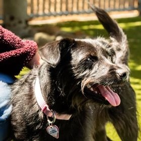 Enlarge Rome, a ADOPTABLE Miniature Schnauzer in Santa Cruz, CA image 3/5