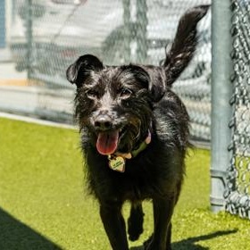 Enlarge Rome, a ADOPTABLE Miniature Schnauzer in Santa Cruz, CA image 5/5