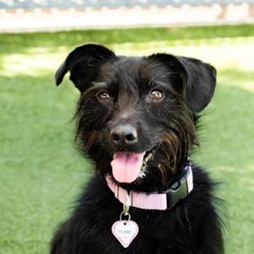 Enlarge Rome, a ADOPTABLE Miniature Schnauzer in Santa Cruz, CA image 4/5