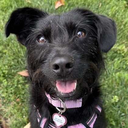 Rome, ADOPTABLE, Adult Female Miniature Schnauzer.