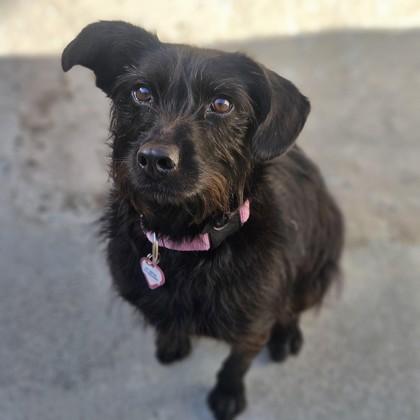 Rome, a ADOPTABLE Miniature Schnauzer in Santa Cruz, CA image 2/2