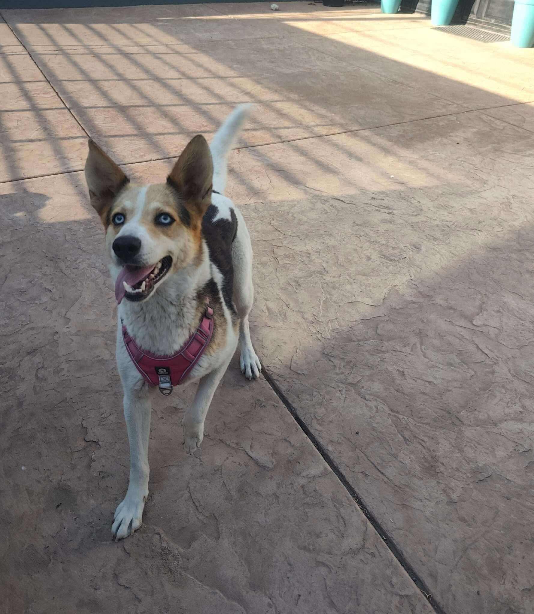 Enlarge Mila, a Adoptable Mixed Breed in Puyallup, WA image 2/5