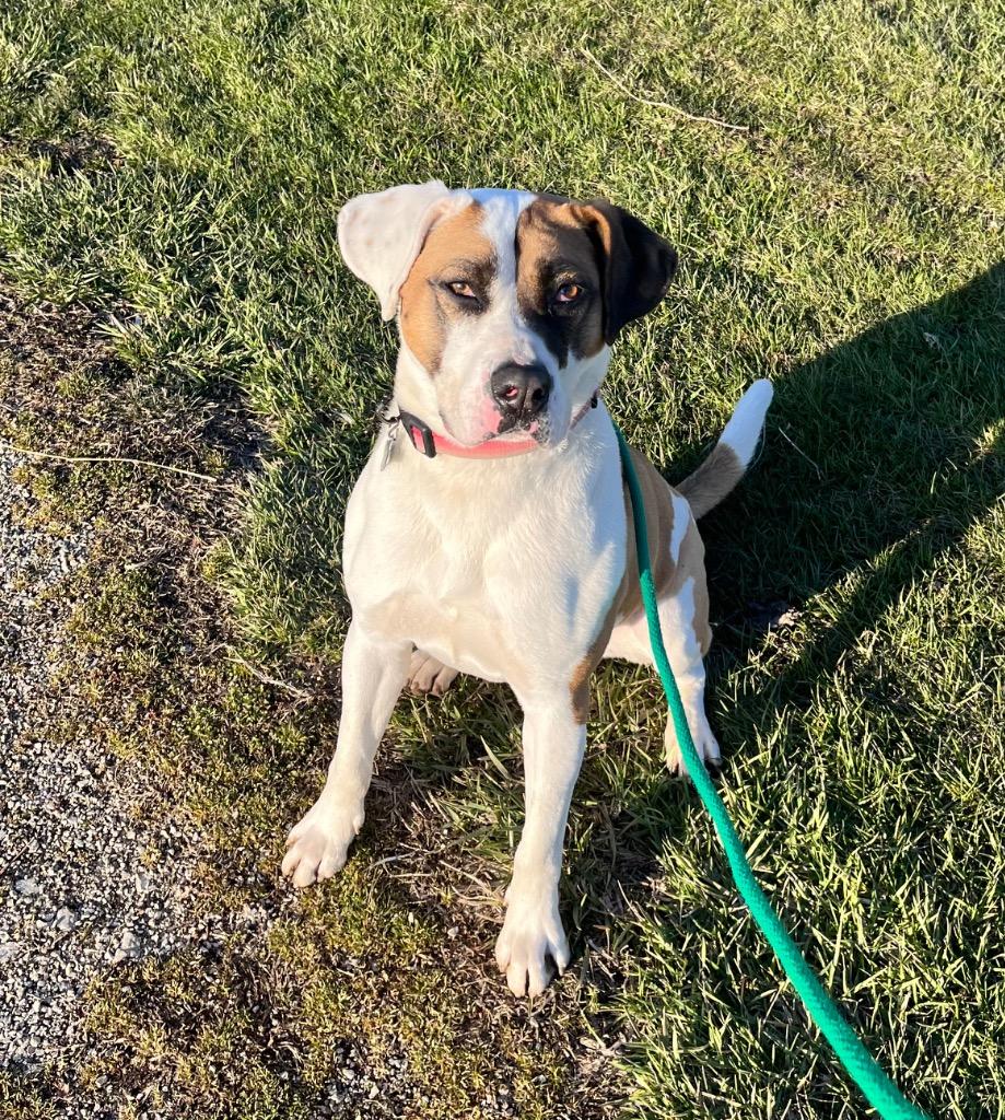 Enlarge Marlo, a Adoptable mixed breed in Shorewood, IL image 1/6