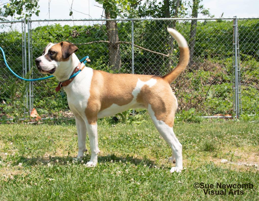 Marlo, Adoptable, Adult Female Pit Bull Terrier & Saint Bernard.